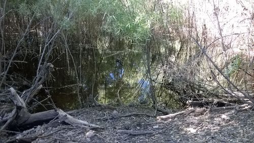 Close-up of trees in water