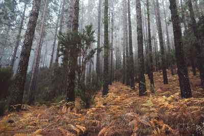 Trees in forest