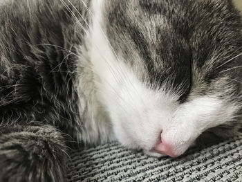 Close-up of cat sleeping