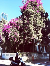 Low angle view of flowers in park