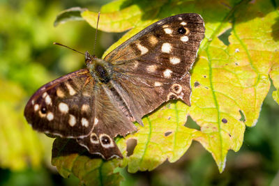 Close-up of butterfly on leaf