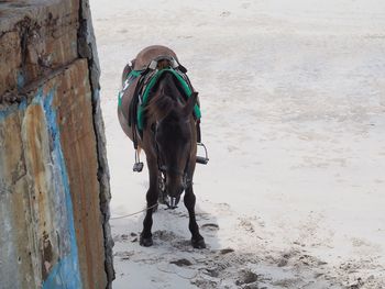 Horse standing on land