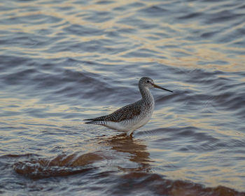 Close-up of bird in lake