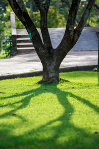 Shadow of tree on grass in park