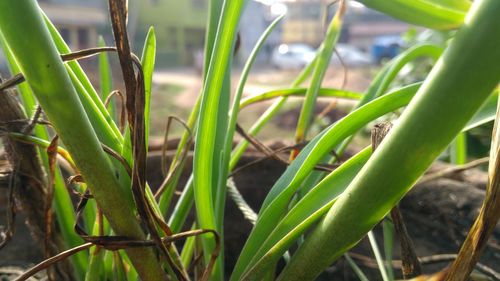 Close-up of fresh green plants