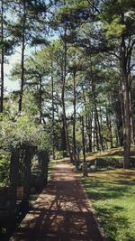 Trees growing in park