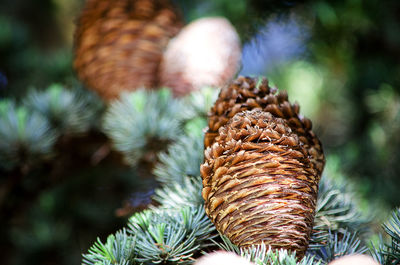 Close-up of dried pine cone on tree