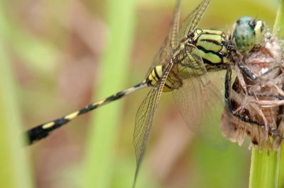 Close-up of insect