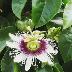 Close-up of passion flower blooming outdoors