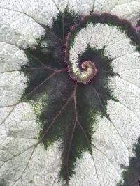 Close-up of plant
