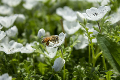 Close-up of honey bee pollinating on flower