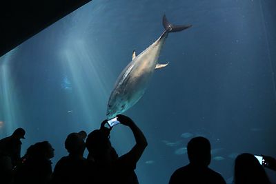 Man photographing tuna swimming at aquarium
