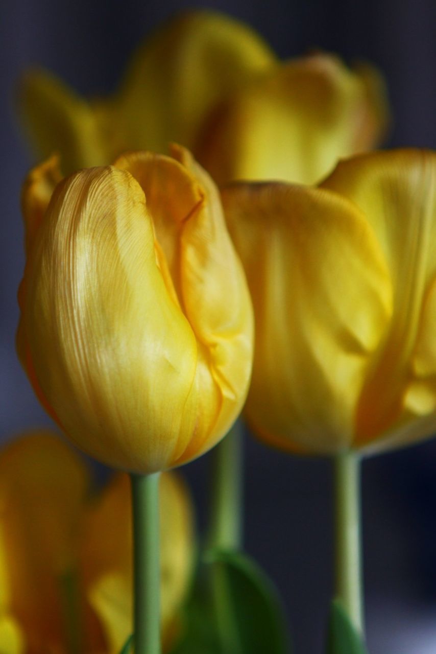 flower, freshness, petal, flower head, fragility, close-up, yellow, growth, beauty in nature, nature, tulip, focus on foreground, plant, blooming, stem, single flower, bud, in bloom, blossom, no people