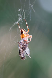 Close-up of spider on web