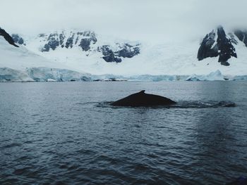 Sea and humpback whale against glacier and mountain in antarctica