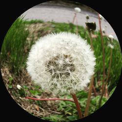 Close-up of dandelion flower