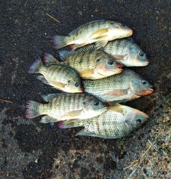 High angle view of raw fish arranged on road