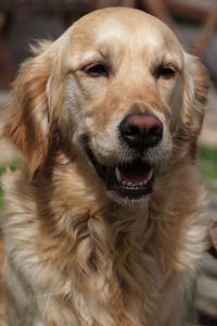 Close-up of golden retriever