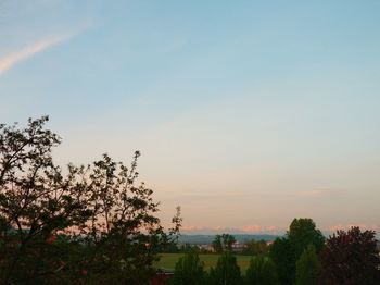 Plants and trees against sky during sunset