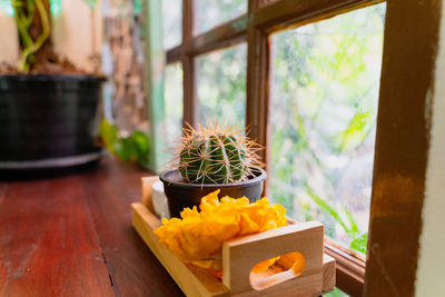 Close-up of potted plant on table