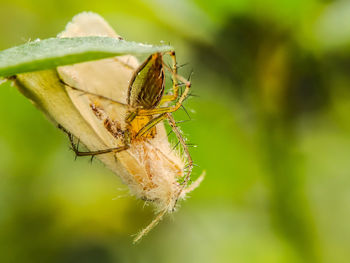 Close-up of insect on flower