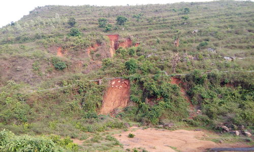 Trees growing on field