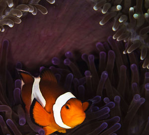 Close-up of fish swimming in sea