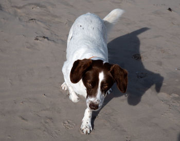 High angle view of dog on sand