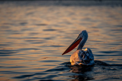 Close-up of pelican on lake