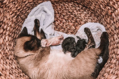 Siamese cat gives birth to litter of 5 - white and black kittens