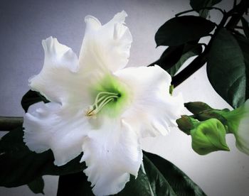 Close-up of white flowers