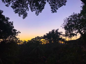 Silhouette trees in forest against sky at sunset