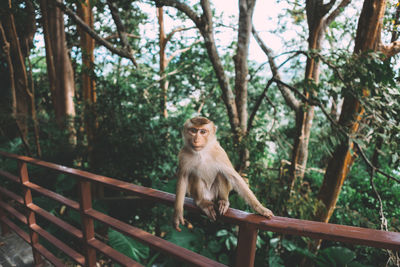 Monkey on railing against trees in forest