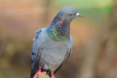 Close-up of pigeon perching