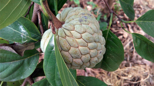 Close-up of fruits growing on plant