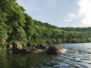 Scenic view of river amidst trees against sky