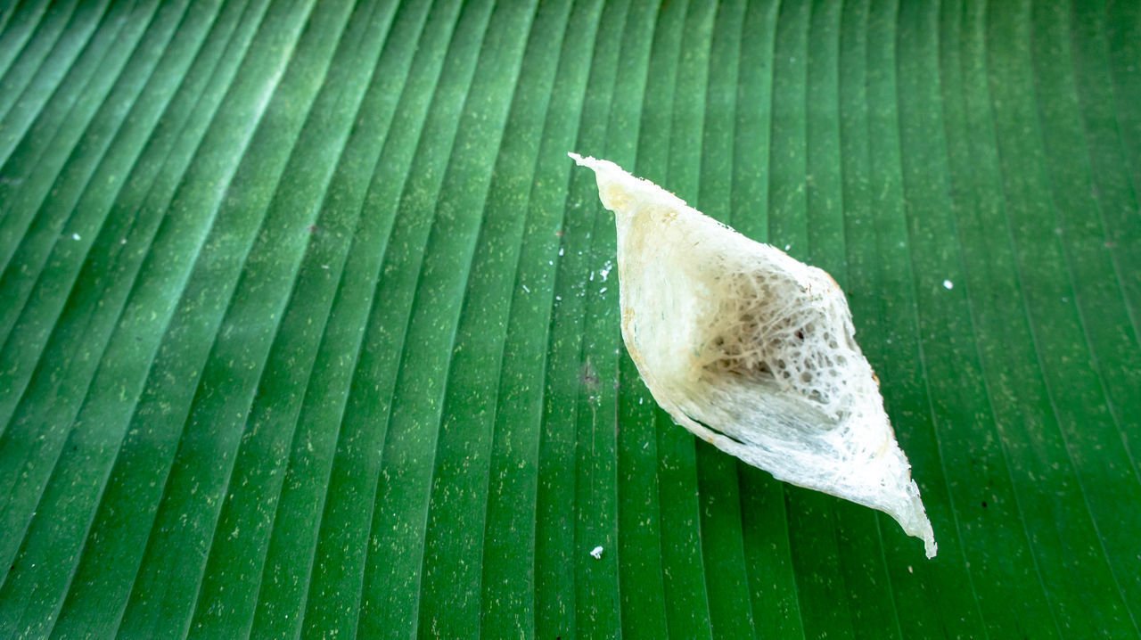 CLOSE-UP OF A LEAF ON A GREEN LEAVES