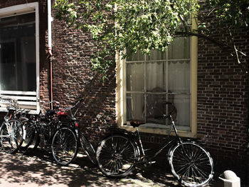 Bicycles parked against tree in city