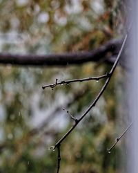Close-up of raindrops on twig