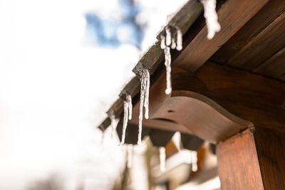 Hanging icicles from the roof of a wooden building on a winter frosty day, a lot of snow on roof