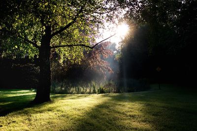 Trees on field in park