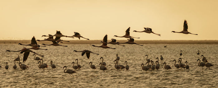 Flock of seagulls on beach