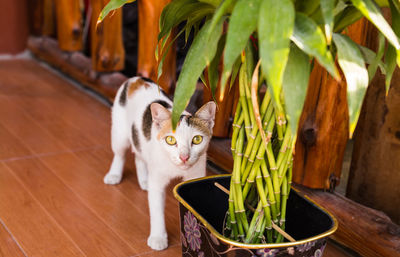 Portrait of cat by potted plant