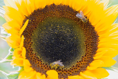 Close-up of sunflower