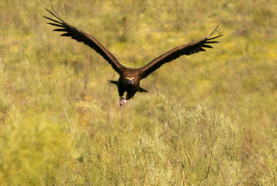 Bird flying over a field