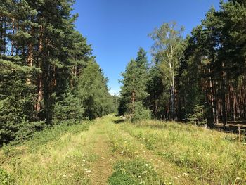 Trees in forest