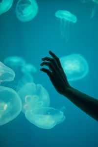 Close-up of hand holding jellyfish