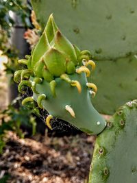 Close-up of succulent plant