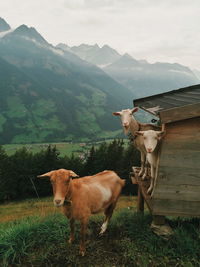 Portrait of goats on land