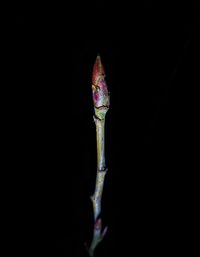 Low angle view of lizard against black background